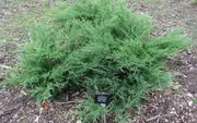 Conifer Juniperus virginiana Grey Owl Tree -