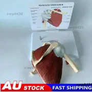 Life Size Human Shoulder Joint Model Skeleton Model Human Anatomymodel﹤