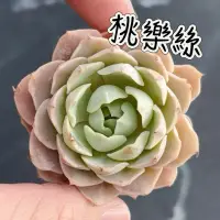 在飛比找蝦皮購物優惠-↠有植感↞ ▮桃樂絲▮ 韓國多肉 進口多肉 多肉植物 多肉 