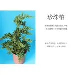 心栽花坊-珍珠柏/5吋/造型樹/松/杉/柏/檜/售價260特價220