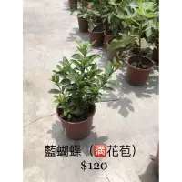 在飛比找蝦皮購物優惠-霏霏園藝   藍蝴蝶花。 特價一棵120元6吋盆