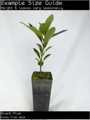 Buy Black Plum Tree - Diospyros australis