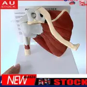 Life Size Human Shoulder Joint Model Skeleton Model Human Anatomy Model._ф