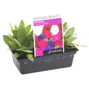 Petunia Stereo Mix Punnet - Petunia hybrida