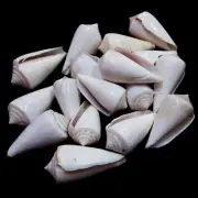 White Cone Sea Shells For Crafts Art Decor Natural Sea Shell approx. 13 pcs