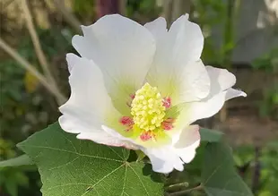 【買1條送面膜1片】中華海洋 藻復元凝膠30ml 小分子褐藻醣膠、山芙蓉、原廠正貨、藥局出貨 憨吉小舖