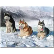 5D Diamond Painting Embroidery Full Drill Square Alaskan Malamute