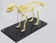 Feline Skeleton Model Standard Size Cat Medical Anatomical Animal Teaching Model
