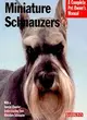 Miniature Schnauzers: Everything About Purchase, Care, Nutrition, and Behavior