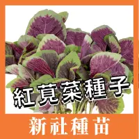 在飛比找iOPEN Mall優惠-莧菜種子｜白（青）葉莧菜｜｜紅莧菜｜開心農場