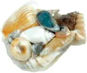 Sea Shells In Pectin Shell 3.2oz Natural