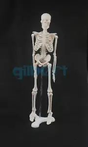 45CM Human Anatomical Anatomy Skeleton Model Medical Poster Medical Learn Aid