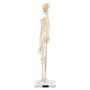 1pc Human Skeleton Anatomical Model Anatomical Teaching Tool With Base♡
