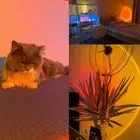 Smart Sunset Lamp Night Light Sunset Projector Smart App