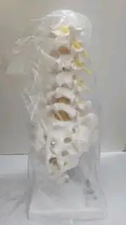 3B Scientific Anatomical Model Anatomy Lumbar Human Spinal Column Model A74