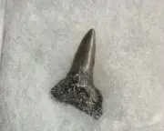 Fossil Bull Shark Tooth -Florida - Gorgeous Shiny Enamel - 1.6cm