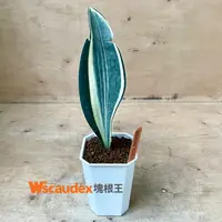 在飛比找蝦皮購物優惠-多肉植物 Sansevieria masoniana var