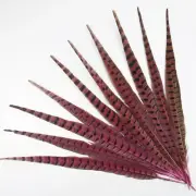 5pcs Pink Ringneck Pheasant Tail Feathers 35-40cm DIY Art Craft Millinery Decor