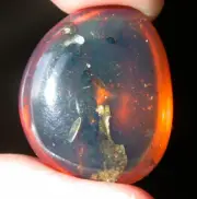 5 Beetles with True Bug in Beautiful BLUE Burmite Amber Fossil Dinosaur Age