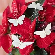 'Wonderland Series' White Rose Feather Butterfly Kids DIY Craft Home and Garden Decoration 12 Pieces with Wire