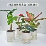 【GARDENERS】植物3吋小品DIY組合3-陶瓷玻璃吸水盆套組1入(室內植物/綠化植物/觀葉植物)