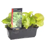 Lettuce Mignonette Mixed Punnet - Lactuca sativa