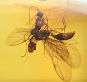 Swarm of 7 Winged Ants, Fossil Inclusion in Dominican Amber