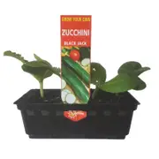 Punnet Zucchini Black Jack - Cucurbita spp - Grow Your Own Range