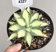 Pot 10cm Agave "Kichijokan“ 'Mediopicta Aurea ‘ Random 1pcs