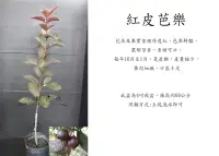 在飛比找Yahoo!奇摩拍賣優惠-心栽花坊-紅皮芭樂/4吋/嫁接苗/水果苗/芭樂品種/售價15