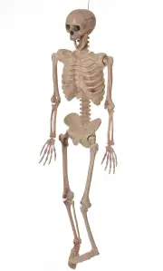 Life Size Hanging Skeleton Halloween Prop