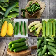 Cucumber - Heirloom Mix seeds