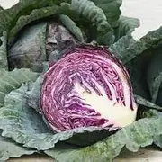 Cabbage Red Acre (50 Seeds)