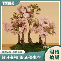 在飛比找蝦皮購物優惠-【TSGS】櫻花種子 櫻花樹種子四季開花林木花卉種子桌面觀花