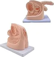 Male Female Catheterization Model, PVC Manikin Teaching Model for Medical Educational Training Aid
