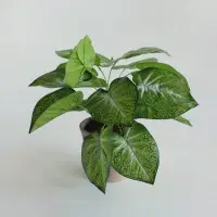 在飛比找momo購物網優惠-【花意空間】奧倫彩葉芋仿真植栽(仿真植物 人造盆栽)