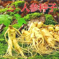 在飛比找蝦皮購物優惠-長白山人參種子 正宗野山參 西洋參 四季陽臺盆栽中藥材易成活