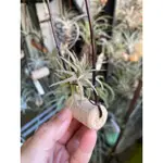 [高雄］空氣鳳梨 空鳳 毒藥 TILLANDSIA LATIFOLIA