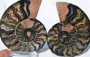 9650 RARE 1in100 BLACK Ammonite PAIR Deep Crystals 110myo FOSSIL LRG 130mm 5.1"