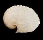 Sea shells Argonauta argo 154.4mm Aquarium Decoration Products