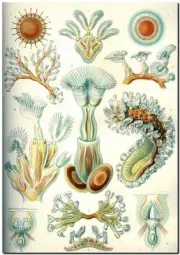 ERNST HAECKEL CANVAS PRINT Art Nouveau Sea Life Nature 8"X 12" Bryozoa