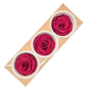 Blooms of Joy 6cm Pink Framboise Preserved Rose 3 Pack