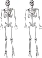 2Packs 5.4ft Halloween Human Skeletons Life Size Full Body Bones with Movable Joints for Halloween Props Spooky Party Decoration