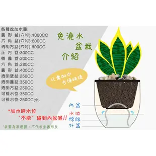 【現貨】【小品文化】羽葉福祿桐 4吋透明懶人盆栽 加水更方便 觀葉植物 自動吸水 水培 創意花盆 居家辦公盆花 種子