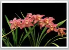 Boat Orchid Cymbidium Hazel Fay Raspberry Pink Flowers Vintage Postcard