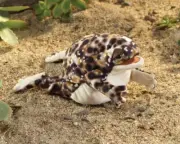 NEW PLUSH SOFT TOY Folkmanis 3214 Desert Rain Frog Hand Puppet
