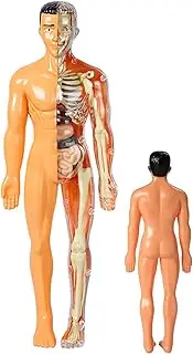 3D Human Body Torso Model | 3D Human Anatomy Toy with Removable Skeleton and Organs - Interactive Removable Anatomy Toy for Kids, Teens, Home, School, Teacher Pochy