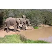 Save 15.00%! Full Day Big Five Safari Tour Inside Kruger National Park.