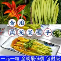 在飛比找蝦皮購物優惠-🍁🍁【蝦皮熱銷】食用黃花菜種子 金針菜籽 四季播種 天然補腦