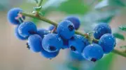 Blueberry Floral FC (Fragrance Concentrate), 16 oz bottle. Flat rate shipping.